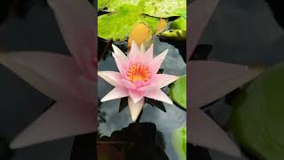 Nymphaea Amabilis [upl. by Erna]