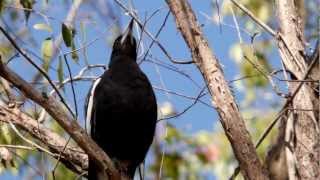 Australian Magpie Sound [upl. by Olin658]