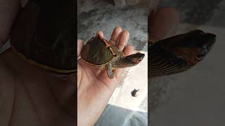 Indian roof turtle 💞🐢😂 shorts turtle tortoise pets animals [upl. by Anrahs]