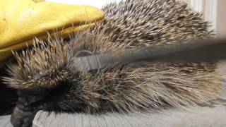 Removing Ticks from Wild Hedgehog amp tips 18jul16 Cambs UK 102a [upl. by Mariquilla]