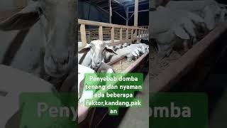 Ketenangan domba bisa dari kandang dan pakan domba ternak farm goat animals [upl. by Calderon321]