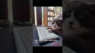 Royan canin makin mahal guys catlover kucinggemoy kucing cat shortvideo shorts short [upl. by Smada]