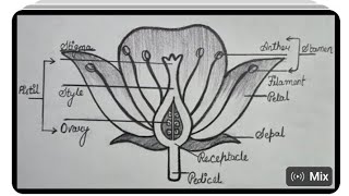 How to draw Longitudinal section of Flower How to draw Flower diagram  Logic rks drawing video [upl. by Olleina156]