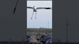 Whooping Crane Lands in Sandhill Crane Decoy Spread [upl. by Anahpos424]