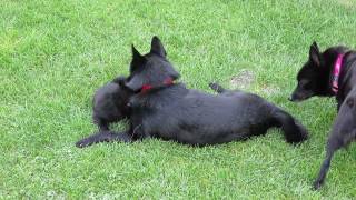 SchipperkeWelpen 7 Wochen [upl. by Suzann739]