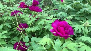 Bujor Arbustiv Roșu – Paeonia suffruticosa [upl. by Dyrraj]