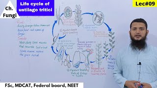 Life Cycle of Ustilago tritici  Disease Cycle of loose Smut of Wheat [upl. by Hras623]