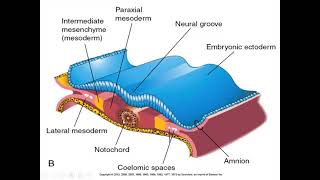 trilaminar germ disc formation part 2 [upl. by Pantin]