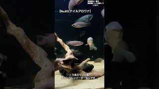 【No612 ナイルアロワナ】heterotis niloticus aquarium アクアリウム [upl. by Arlie]