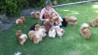 Pomeranians very HAPPY to see mom when she came back  Anjula Pomeranians Toypoms [upl. by Otinauj]