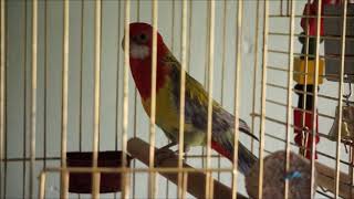 Rosella Parrot Special [upl. by Peers]