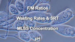 Wastewater Microbiology [upl. by Jonati680]