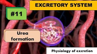 Urea formation [upl. by Lemrej]