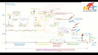 ADN au cours de spermatogenese [upl. by Ydnahs]