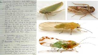 Order Homoptera characterstics amp classification [upl. by Gaspar350]