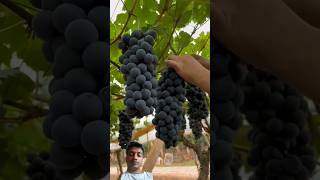 grape harvest fresh natural grapeharvest grapefruit wine satisfying fruit fruiting viralvideo [upl. by Hahsia462]