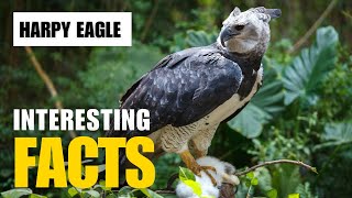 Exploring the Fascinating World of Harpy Eagle  Interesting Facts  The Beast World [upl. by Allanson22]