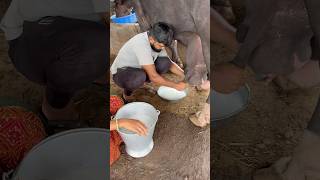 live milking top jafarabadi  buffalo dairyfarm dairyproducts shortsviral trandingdairyfarm [upl. by Edyak99]