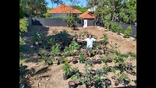 Growing over 100 Fruit Trees in Backyard Tour  Part 1 [upl. by Adaval]