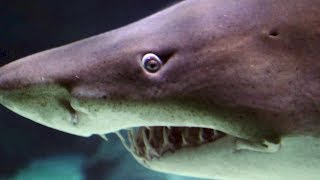 Quantum Sensor Sharklike ability to detect small electrical signals [upl. by Ume654]