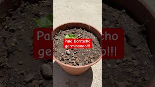 Primera semilla de Palo Borracho germinada a los 30 días [upl. by Radek385]