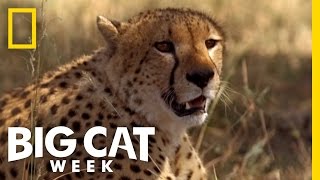 A Cheetah Brawl  Big Cat Week [upl. by Llenoil830]