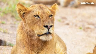 WildEarth  Sunset Safari  17 March 2024 [upl. by Remo]