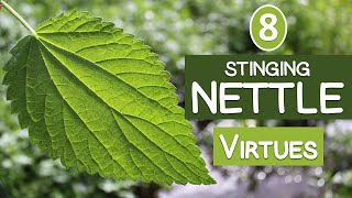 The 8 Virtues of STINGING NETTLE [upl. by Sigismondo]