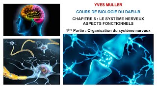 Chapitre 5  1ère Partie  Organisation du système nerveux et du neurone  Cours de Biologie [upl. by Alleda58]