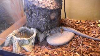 Alligator Lizard Breeding pt1 [upl. by Bausch]