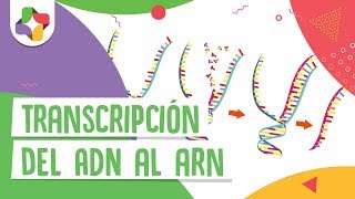 Transcripción del ADN al ARN  Educatina [upl. by Stiles]