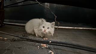 A stray cat with heterochromatic eyes cautiously pokes her head around the corner testing the food [upl. by Noevad]