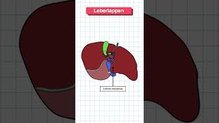 Aufbau der Leber in 60 Sekunden erklärt medizin anatomie medizinstudium [upl. by Ardnasal42]