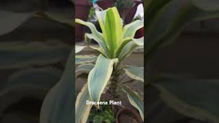 Dracaena Plant GreenThumb PlantParent HouseplantClub UrbanJungle PlantDecor AirPurifier [upl. by Maharba769]