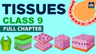 Tissues Class 9 Full chapter Animation  cbse 9 Biology  chapter 6 NCERT  Gradebooster [upl. by Ahsiret]