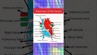 Heart Diagram shorts shortvideo viral [upl. by Baptiste]