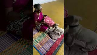 ரொம்ப பயங்கரமான ஆலா இருப்பாரோ amma vlogs dogslove dogshorts laboradordog puppies puppylove [upl. by Anneirda]