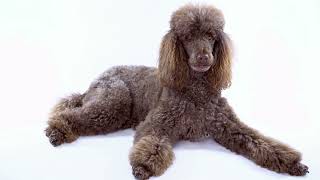 Understanding the Different Color Variations in Poodles [upl. by Elly]