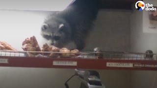 Raccoon Sneaks Into Donut Shop And Takes What He Wants [upl. by Rothwell]