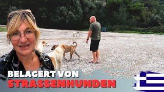 Belagert von Straßenhunden im Griechenland Vanlife [upl. by Hollah]