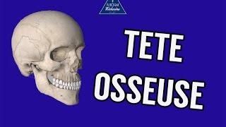 Tutorat Anatomie 3  TeÌ‚te osseuse [upl. by Tegan30]