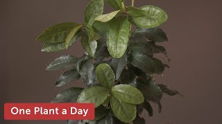 Ardisia crenata Coral berry Houseplant Care — 197 of 365 [upl. by Eanom]