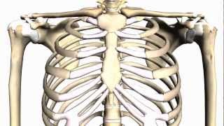 General Skeleton Basic Tutorial  Anatomy Tutorial [upl. by Marti]