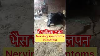 Nerving symptoms in buffalo l Meningitis l Surra l Trypanosomiasis l dr Umar khan [upl. by Ferren]