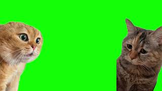 Green Screen Talking Cats Meme  Relationship Cats Meme [upl. by Asena516]