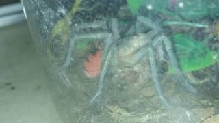 Pamphobeteus sp nigricolor Update Just Molted [upl. by Ynnaf]