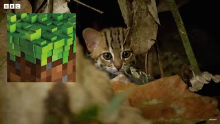 Smallest Cat in The World With C418 Cat [upl. by Aspia]