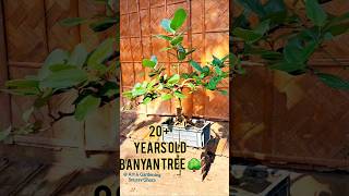 Old Banyan tree bonsai wateringবটগাছের বনসাই Ficusbenghalensis bonsai banyantree gardening [upl. by Ahkeber]