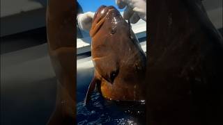 Mediterranean Spearfishing CERNIE IN TANA spearfish pescasub fishing cernia [upl. by Yahska]