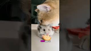 Mommy Cat thinks Hamster is her BABY [upl. by Zanas]